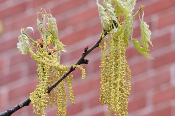 Quercus rubra - Flowers