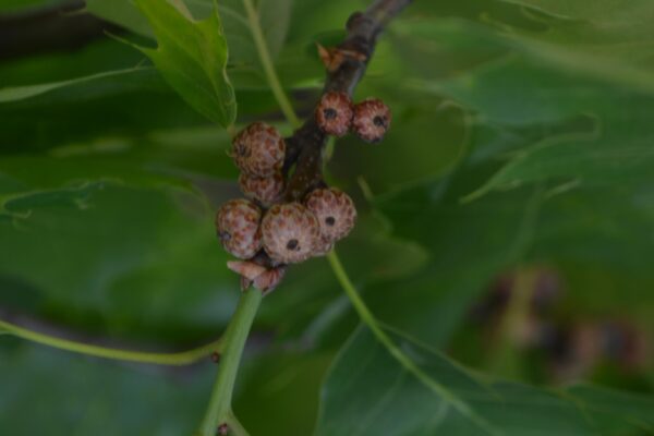 Quercus rubra - Unripe Fruit