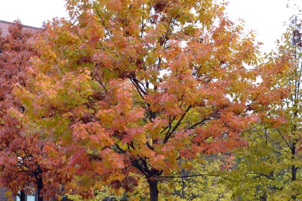 Quercus rubra - Fall Habit