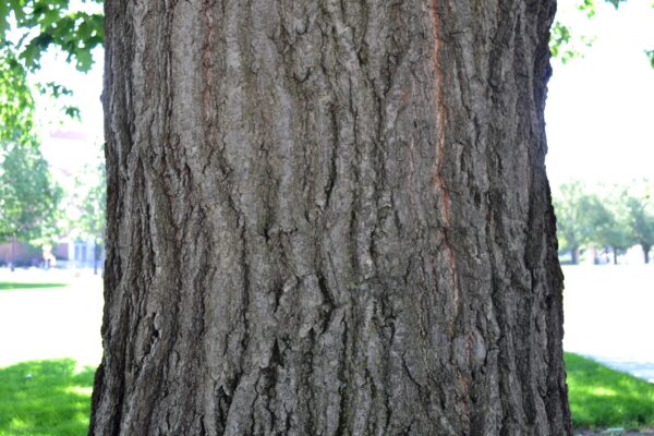 Quercus rubra - Bark