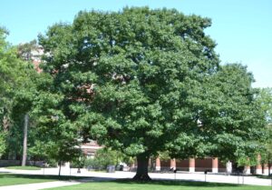 Quercus rubra - Overall Tree in Summer