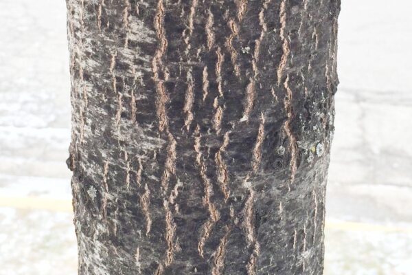 Quercus rubra - Young Bark