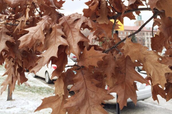 Quercus rubra - Late Fall Foliage