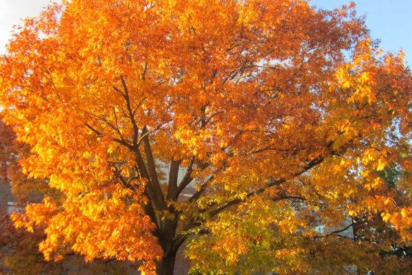 Quercus rubra - Fall Habit