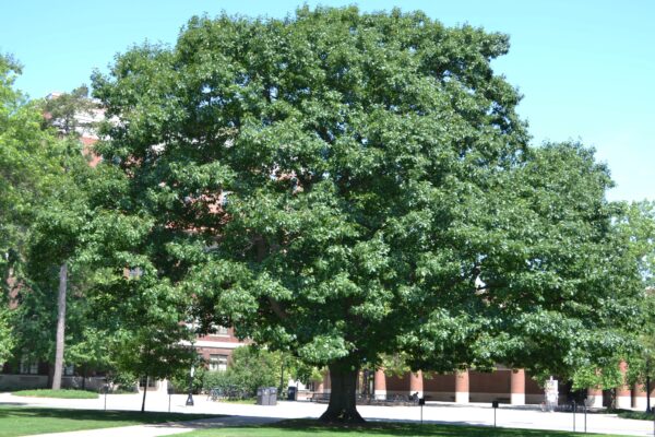 Quercus rubra - Overall Tree in Summer