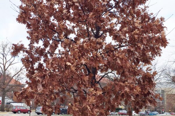 Quercus rubra - Late Fall Habit