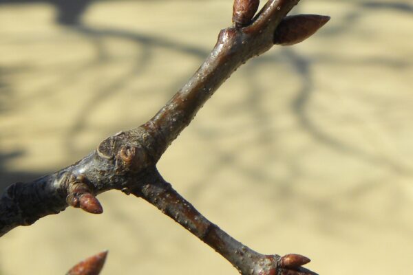 Quercus rubra - Buds