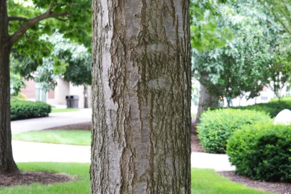 Quercus shumardii - Bark