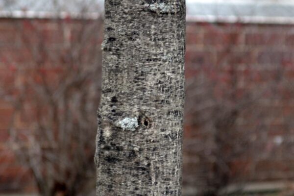 Quercus shumardii - Immature Bark