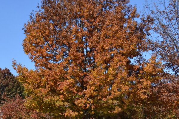 Quercus shumardii - Fall Color