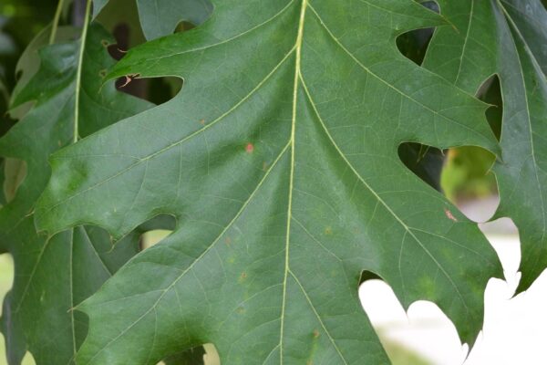 Quercus shumardii - Leaf