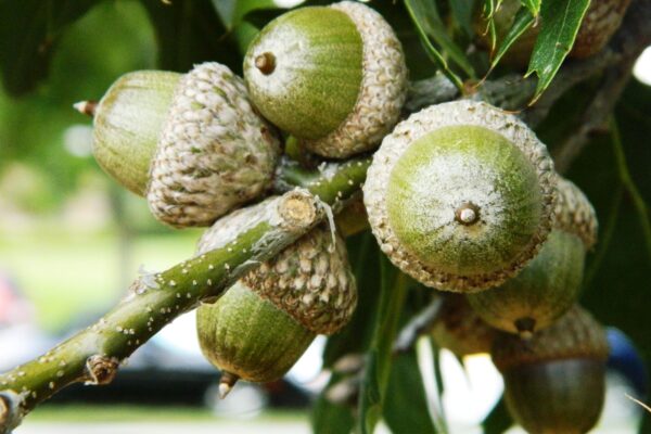 Quercus shumardii - Acorns