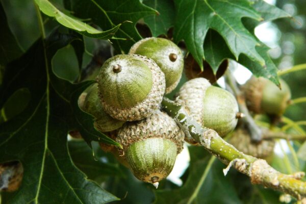 Quercus shumardii - Acorns