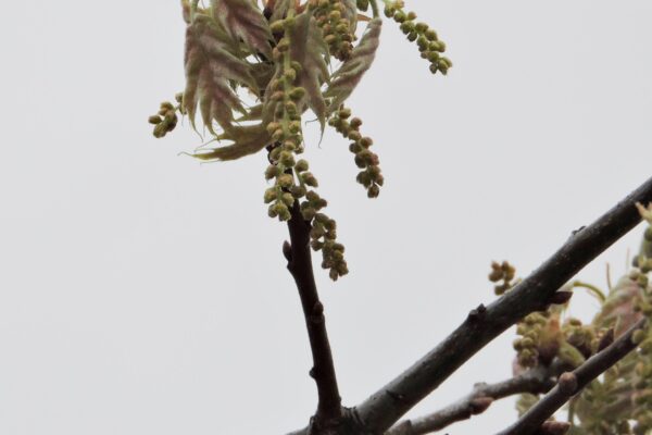 Quercus shumardii - Flowers and Emerging Leaves