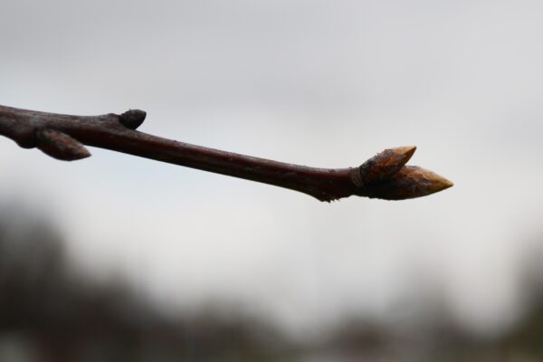 Quercus shumardii - Bud