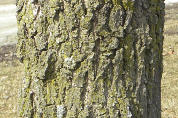 Quercus velutina - Bark