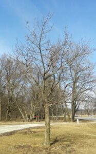Quercus velutina - Winter Habit