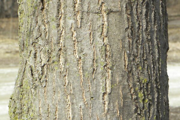 Quercus velutina - Bark