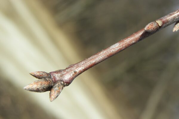 Quercus velutina - Buds