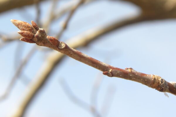 Quercus velutina - Buds