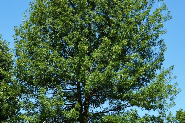 Quercus velutina - Summer Habit