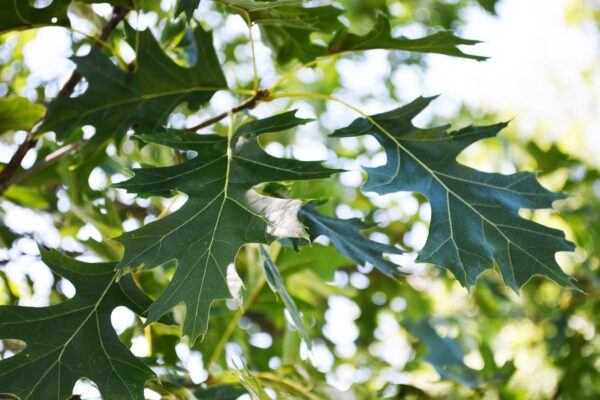 Quercus velutina - Leaves