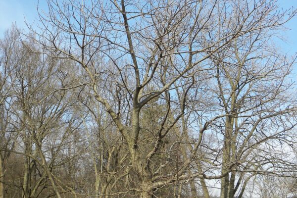 Quercus velutina - Winter Habit