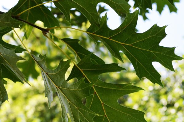 Quercus velutina - Leaves