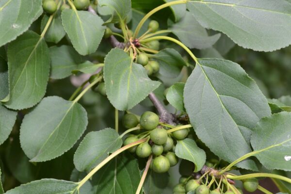 Rhamnus cathartica - Immature Fruit