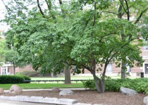 Rhamnus cathartica - Overall Habit