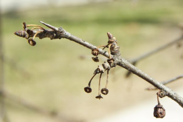 Rhamnus cathartica - Buds