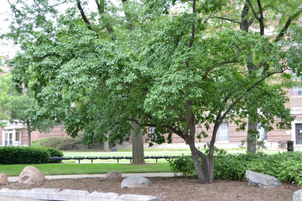 Rhamnus cathartica - Overall Habit