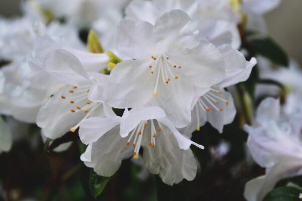 Rhododendron minus ′White Perfection′ - Flower