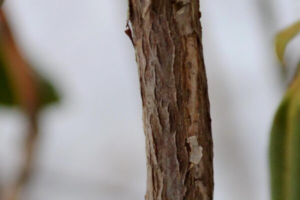 Rhododendron minus ′White Perfection′ - Bark