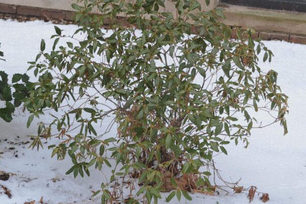 Rhododendron minus ′White Perfection′ - Winter Habit