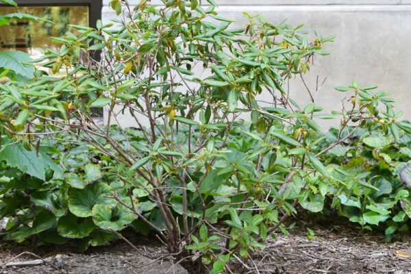 Rhododendron minus ′White Perfection′ - Habit