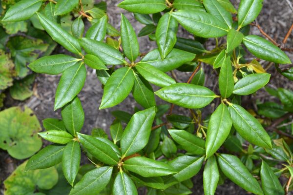 Rhododendron minus ′White Perfection′ - Foliage
