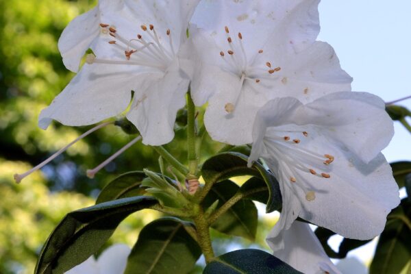 Rhododendron minus ′White Perfection′ - Flowers