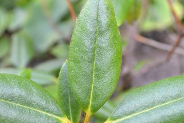 Rhododendron minus ′White Perfection′ - Leaf & Bud