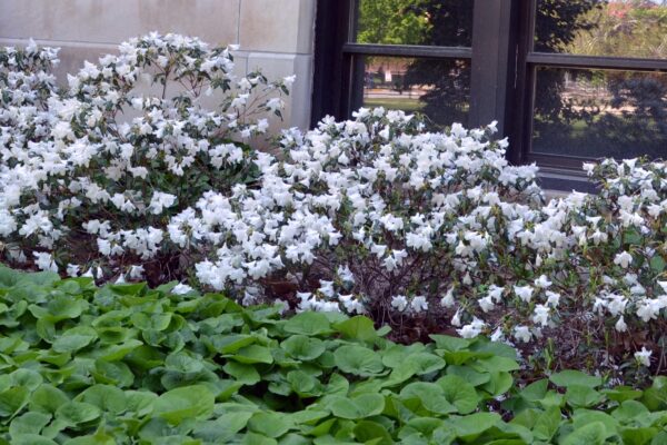Rhododendron minus ′White Perfection′ - Flowering Shrubs