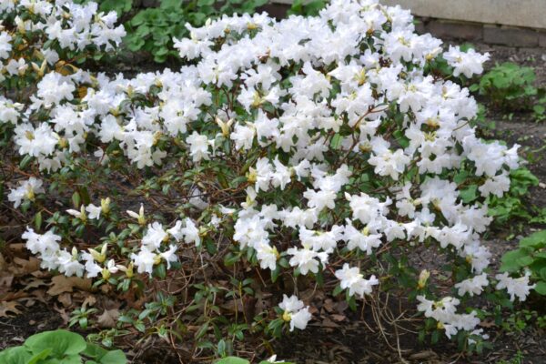 Rhododendron minus ′White Perfection′ - Flowering Habit