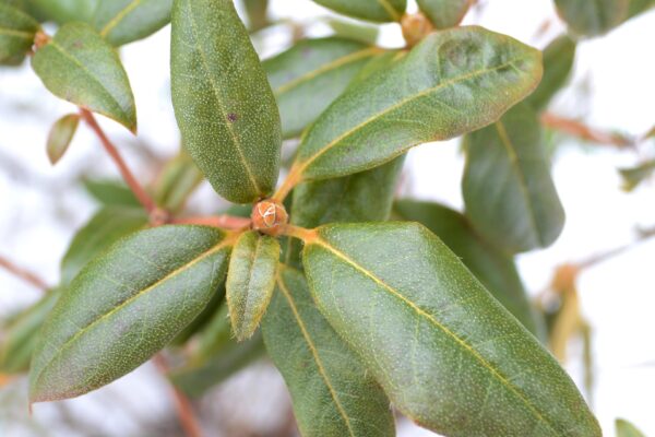 Rhododendron minus ′White Perfection′ - Buds and Winter Foliage