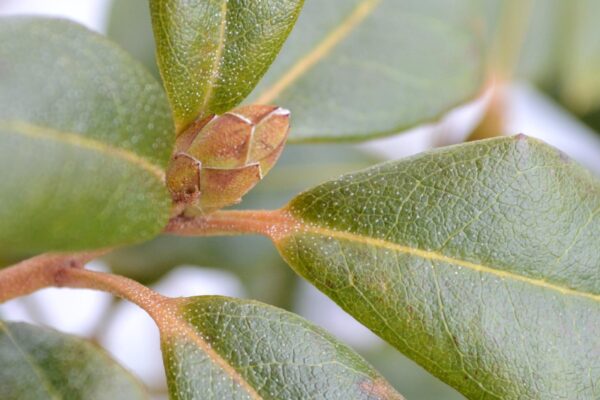 Rhododendron minus ′White Perfection′ - Bud and Winter Foliage
