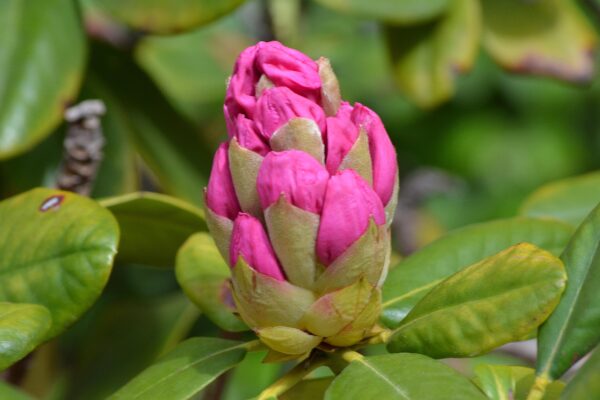 Rhododendron catawbiense - Flower Buds