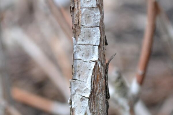 Rhododendron catawbiense - Bark