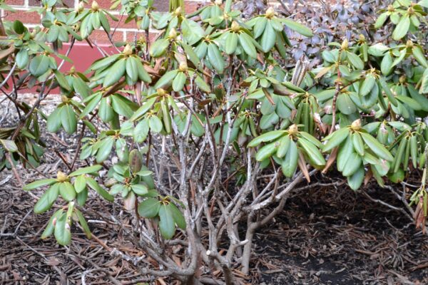 Rhododendron catawbiense - Winter Habit