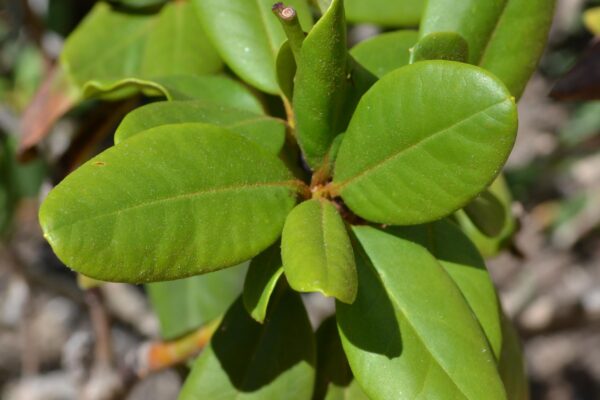 Rhododendron catawbiense - Foliage