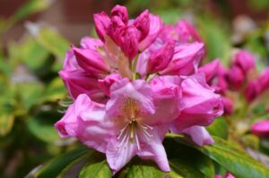 Rhododendron catawbiense - Flowers