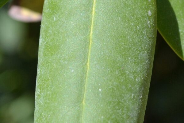 Rhododendron catawbiense - Leaf