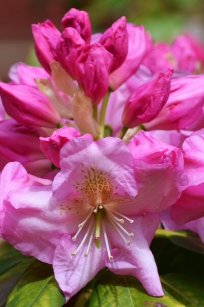<i>Rhododendron catawbiense</i> - Flowers